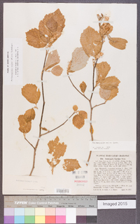 Fothergilla major image