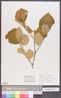 Fothergilla major image