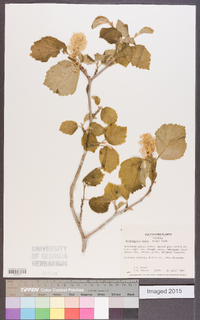 Fothergilla major image