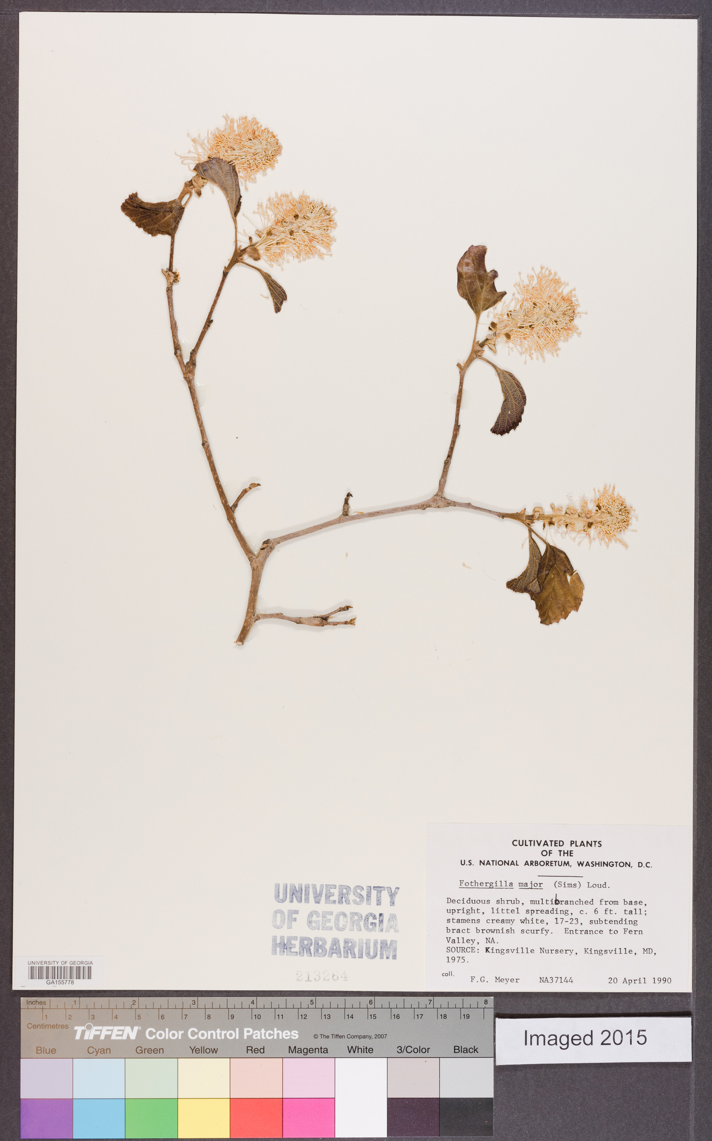 Fothergilla major image