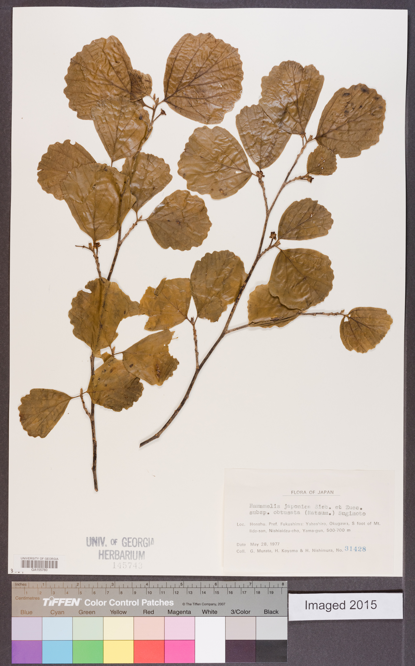 Hamamelis japonica image
