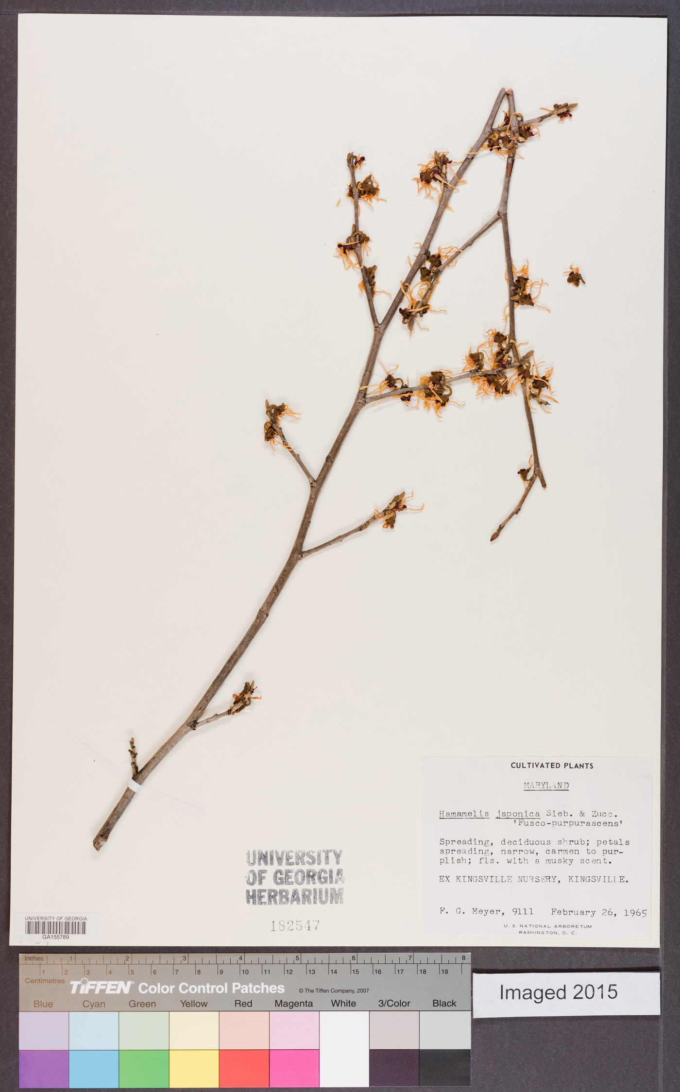 Hamamelis japonica image