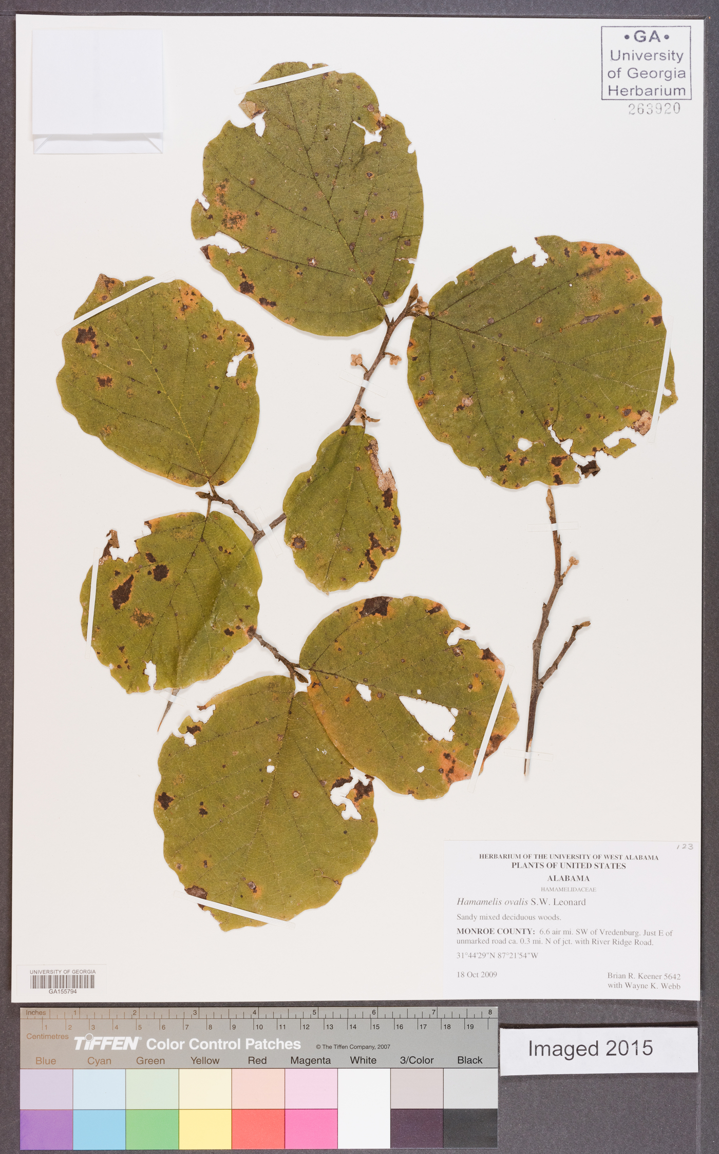 Hamamelis ovalis image