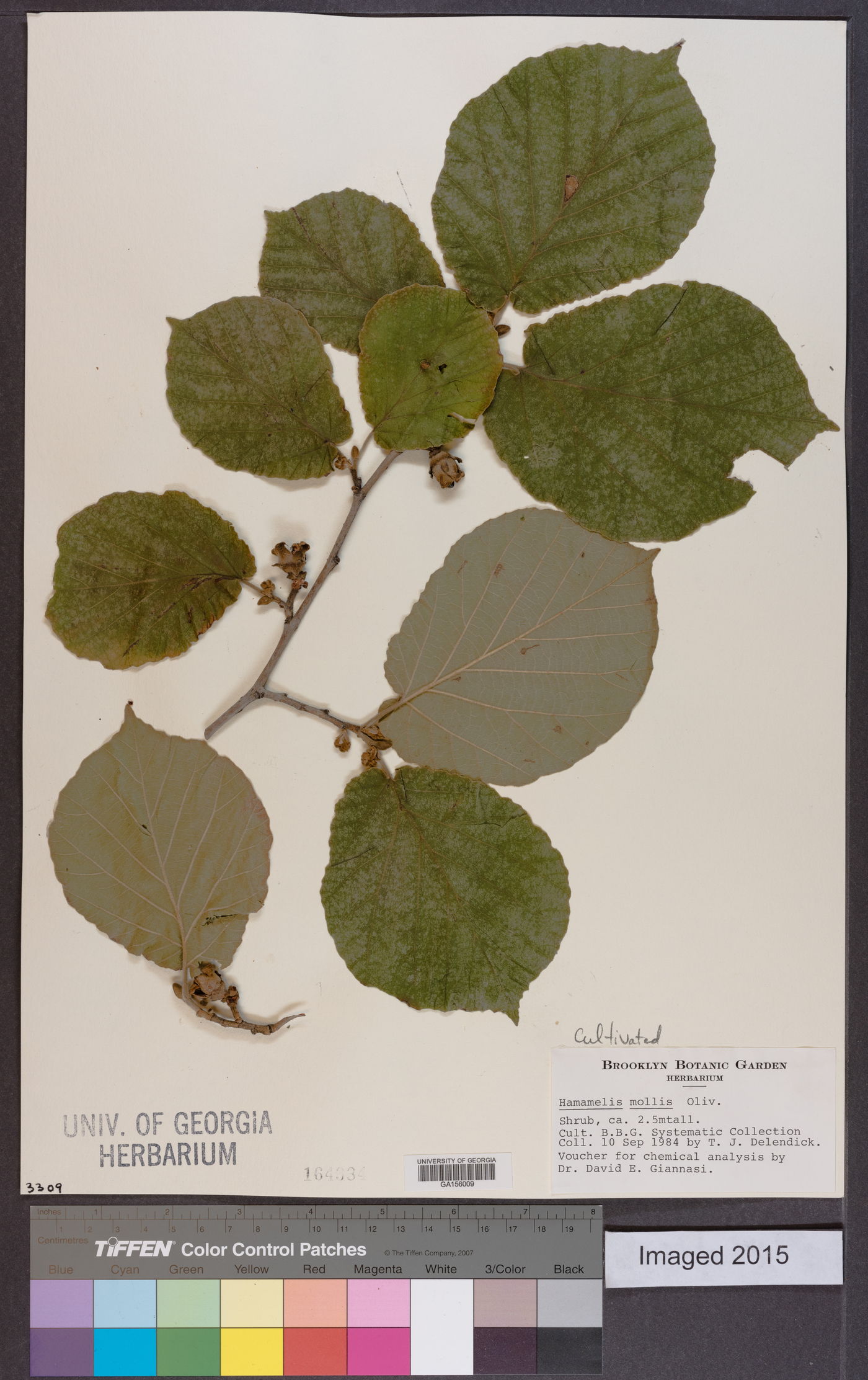 Hamamelis mollis image