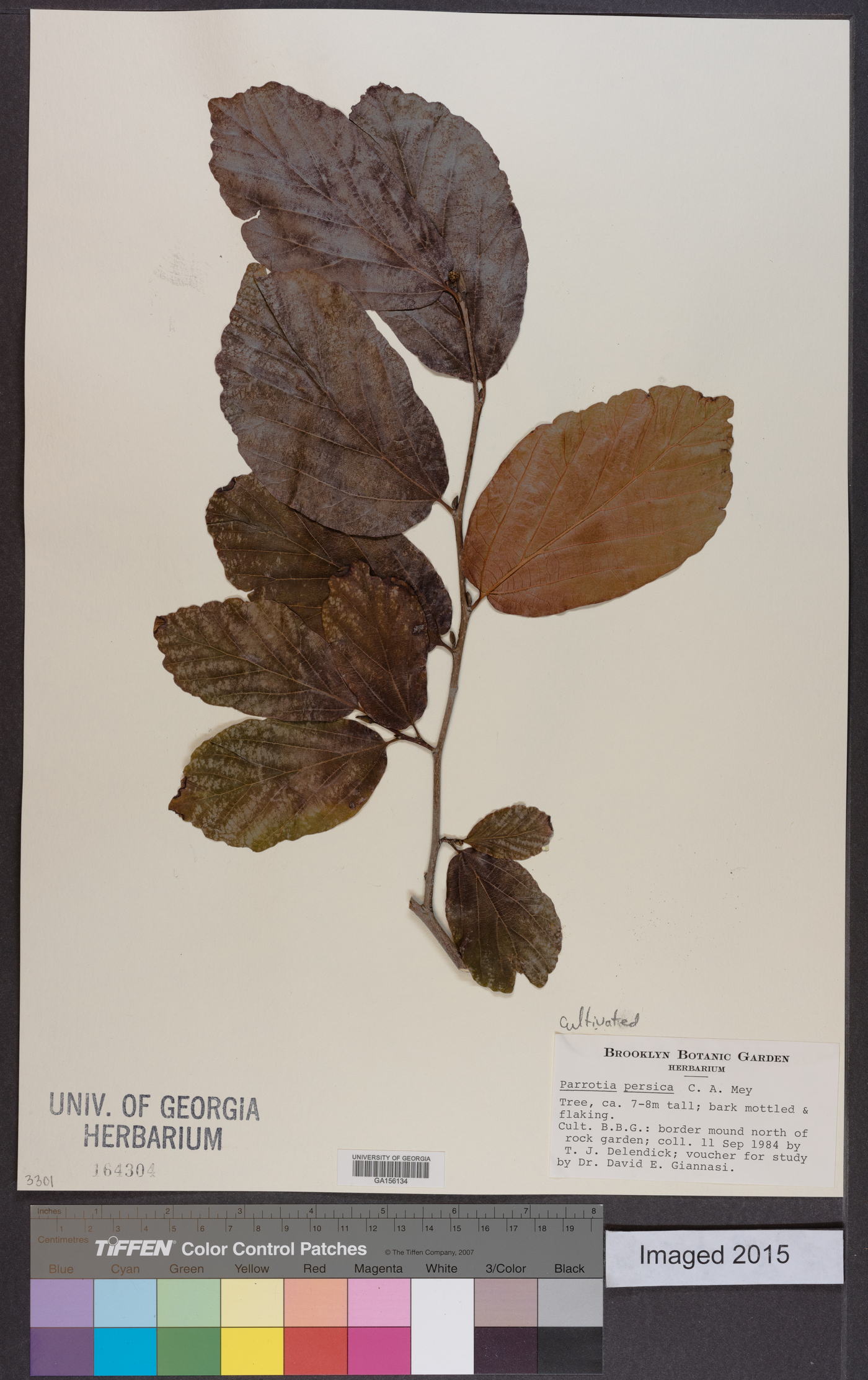 Parrotia persica image