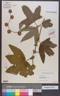 Platanus racemosa image