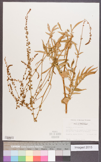 Agrimonia parviflora image