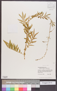 Agrimonia parviflora image