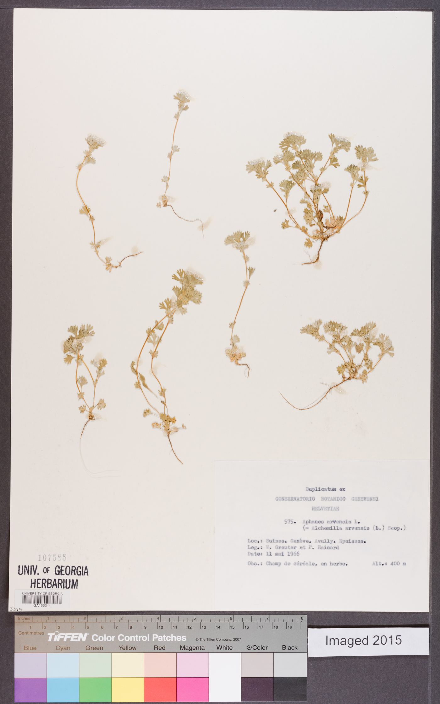Aphanes arvensis image