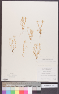 Alchemilla microcarpa image