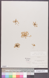 Alchemilla microcarpa image