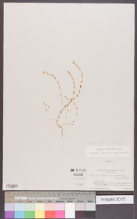 Alchemilla microcarpa image