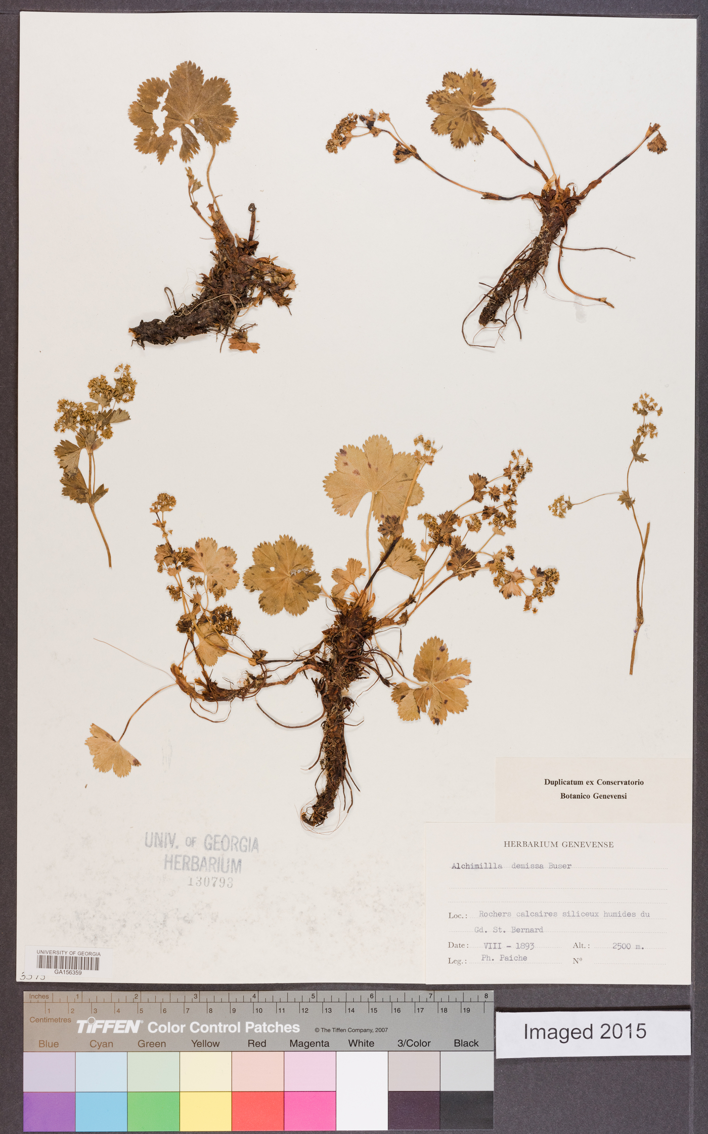 Alchemilla demissa image