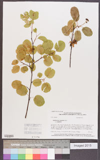 Amelanchier alnifolia image