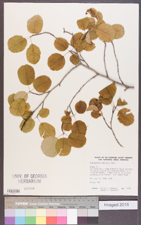 Amelanchier alnifolia image