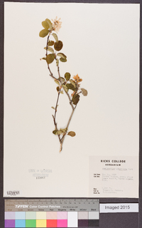 Amelanchier alnifolia image