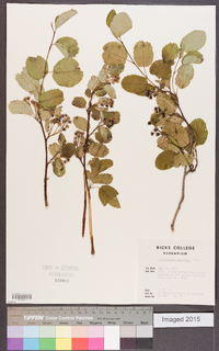 Amelanchier alnifolia image