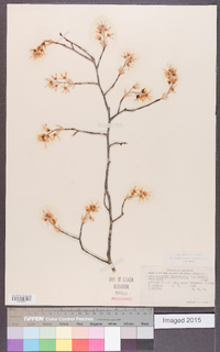 Amelanchier canadensis image