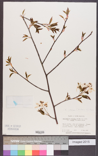 Amelanchier arborea var. laevis image