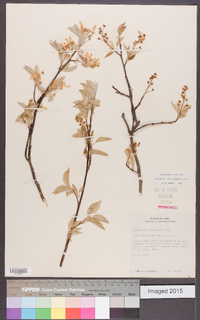 Amelanchier canadensis image