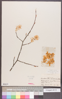 Amelanchier canadensis image