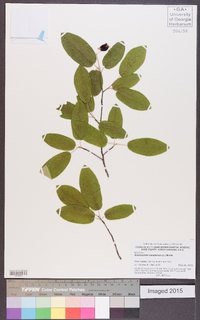 Amelanchier canadensis image