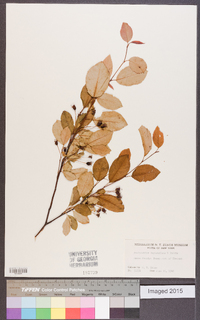 Amelanchier bartramiana image