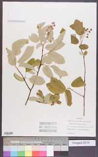 Amelanchier laevis image