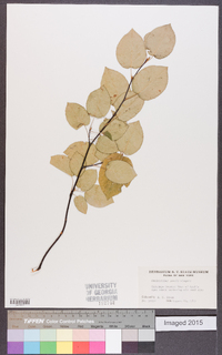 Amelanchier laevis image