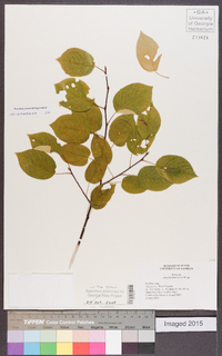 Amelanchier laevis image