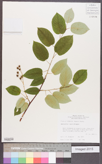 Amelanchier laevis image