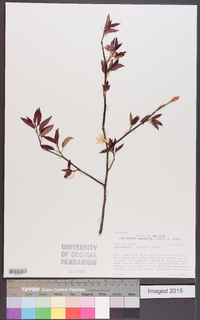 Amelanchier laevis image