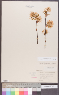 Amelanchier laevis image