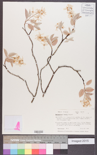 Amelanchier laevis image