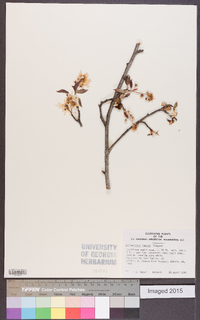 Amelanchier laevis image