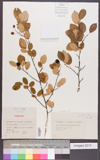 Amelanchier obovalis image