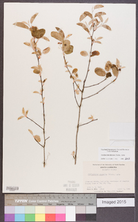 Amelanchier obovalis image