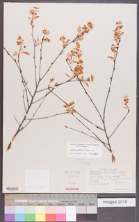 Amelanchier obovalis image