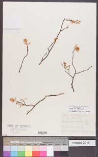 Amelanchier obovalis image