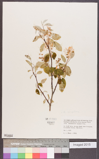 Amelanchier sanguinea image