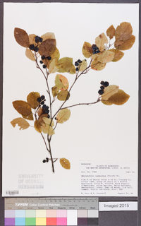 Amelanchier sanguinea image