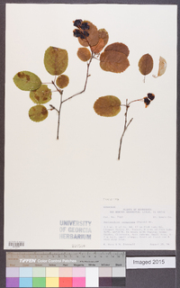 Amelanchier sanguinea image