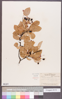 Amelanchier sanguinea image