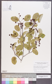 Amelanchier spicata image