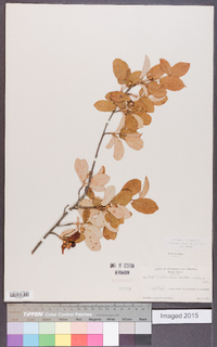 Amelanchier obovalis image