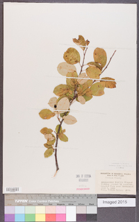 Amelanchier obovalis image