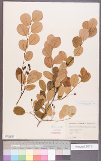 Amelanchier spicata image