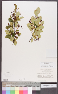 Amelanchier stolonifera image