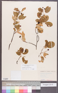 Amelanchier stolonifera image