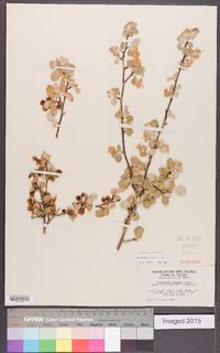 Amelanchier utahensis image